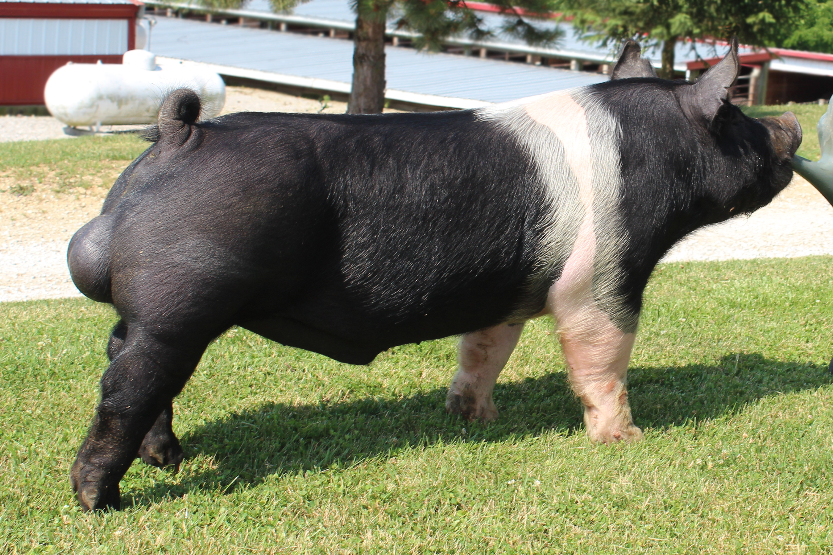 Shipley Swine Genetics - Details