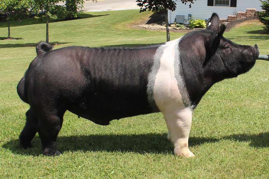 Shipley Swine Genetics - Details